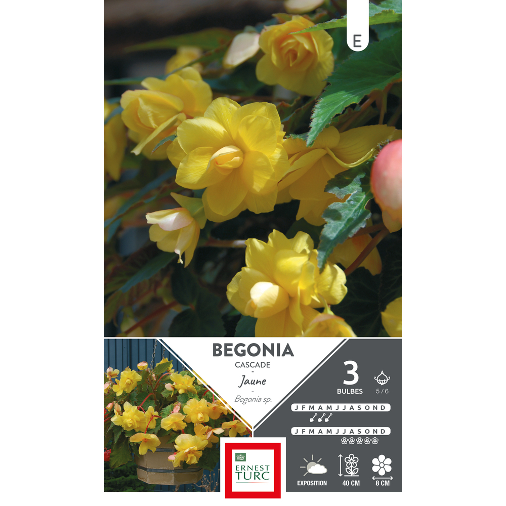 BEGO CASCADE JAUNE 5/6 x3-(831577)