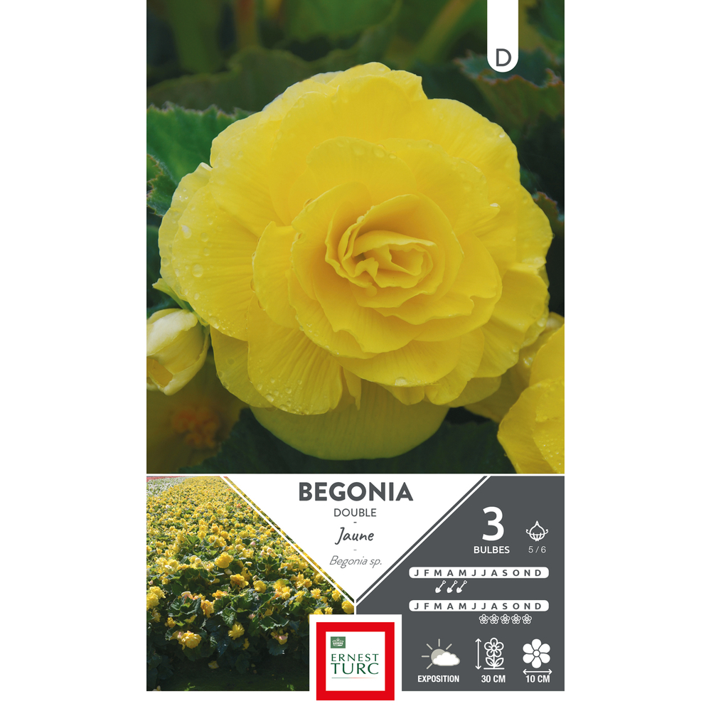 Bégonia Double Jaune 5/6 x3