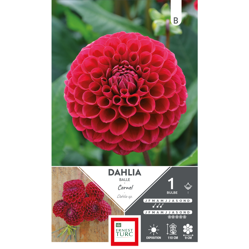 Dahlia Balle Cornel I x1
