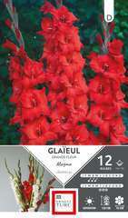 GLAIEUL GR FLR MAGMA 14/16 x12-(831586)