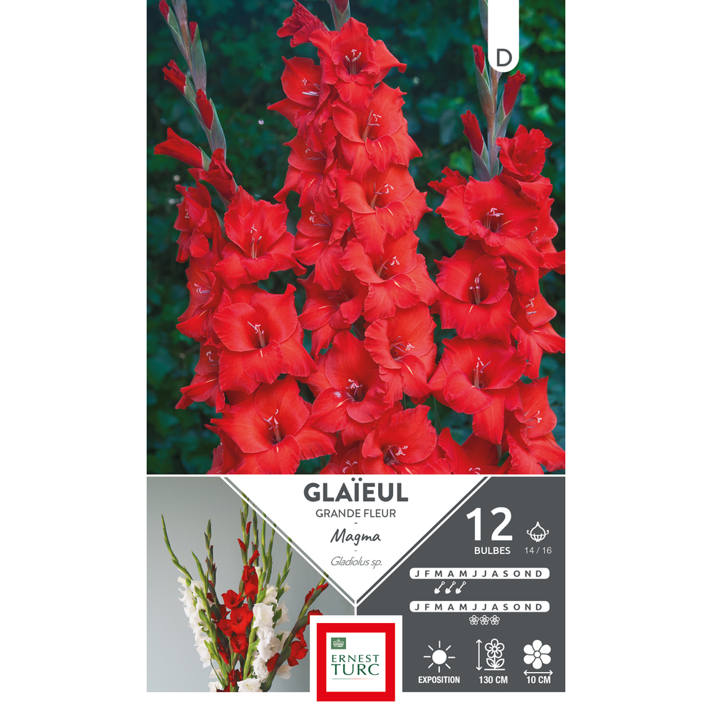 GLAIEUL GR FLR MAGMA 14/16 x12-(831586)