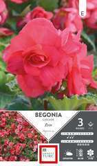BEGONIA  CASCADE ROSE 5/6 x3-(831595)
