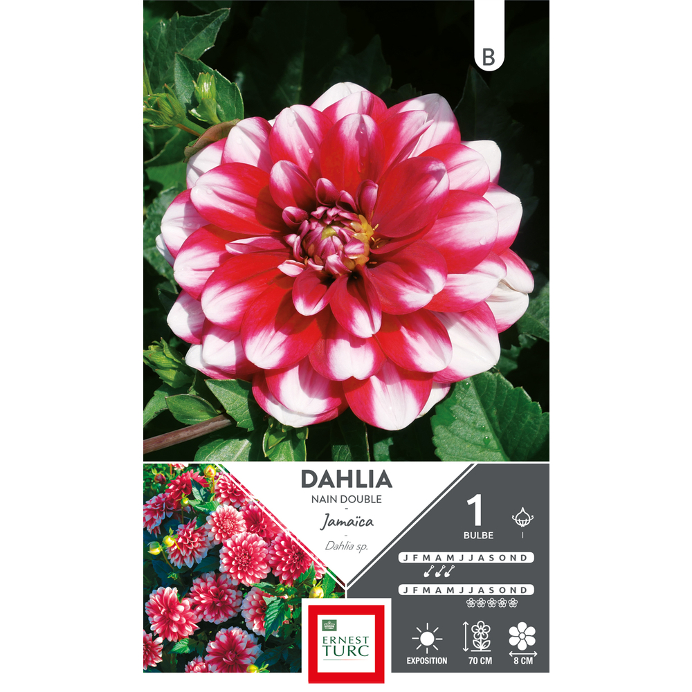 Dahlia Nain Double Jamaica x1