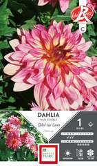 DAHLIA NN DBLE SOLEIL LR I x1-(831607)