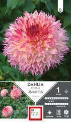 DAHLIA DECO MYRTLE FOLLY I x1-(831608)
