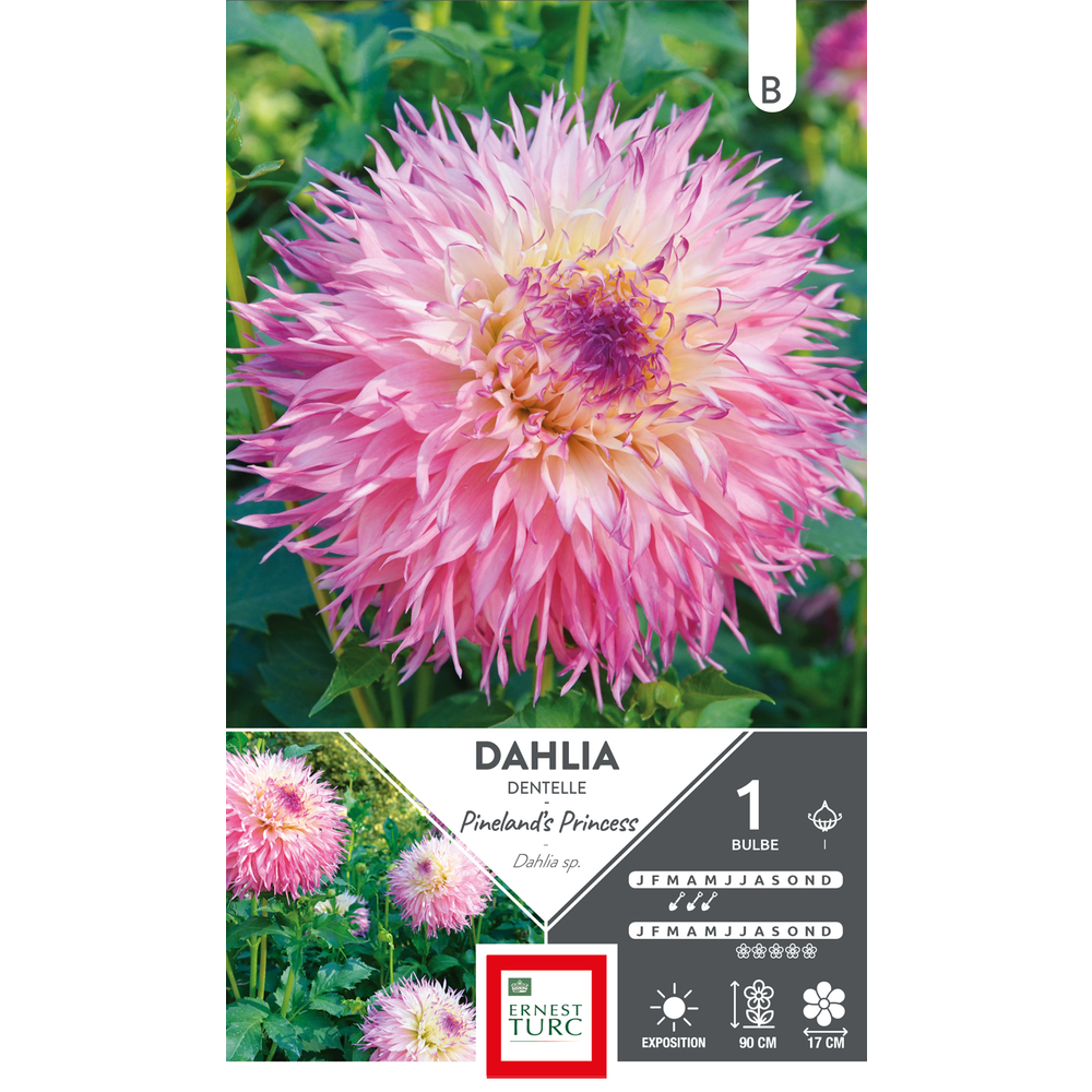 Dahlia Dentelle Pineland's Princess x1