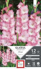 GLAIEUL GRD FLR CHEO 14/16 x12-(831611)