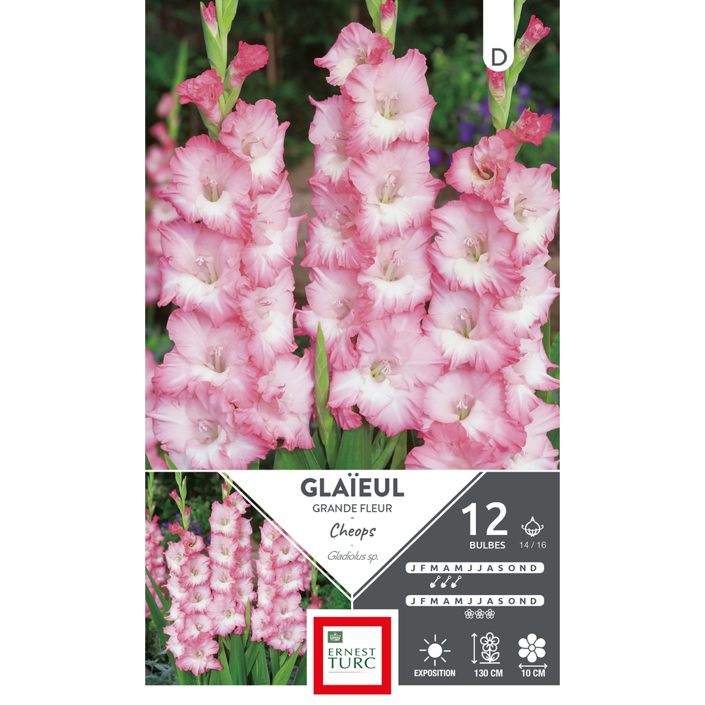 GLAIEUL GRD FLR CHEO 14/16 x12-(831611)