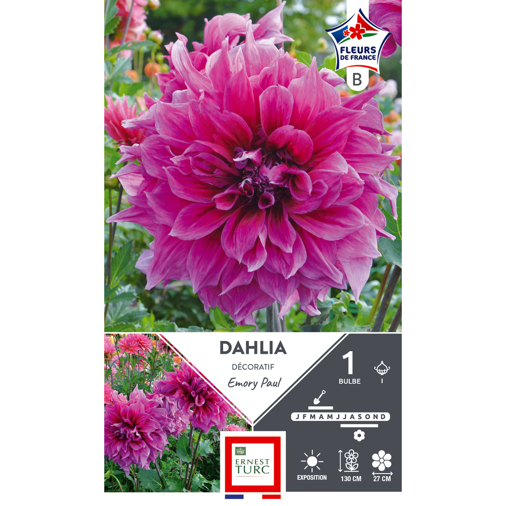DAHLIA DECO EMORY PAUL I x1-(831628)