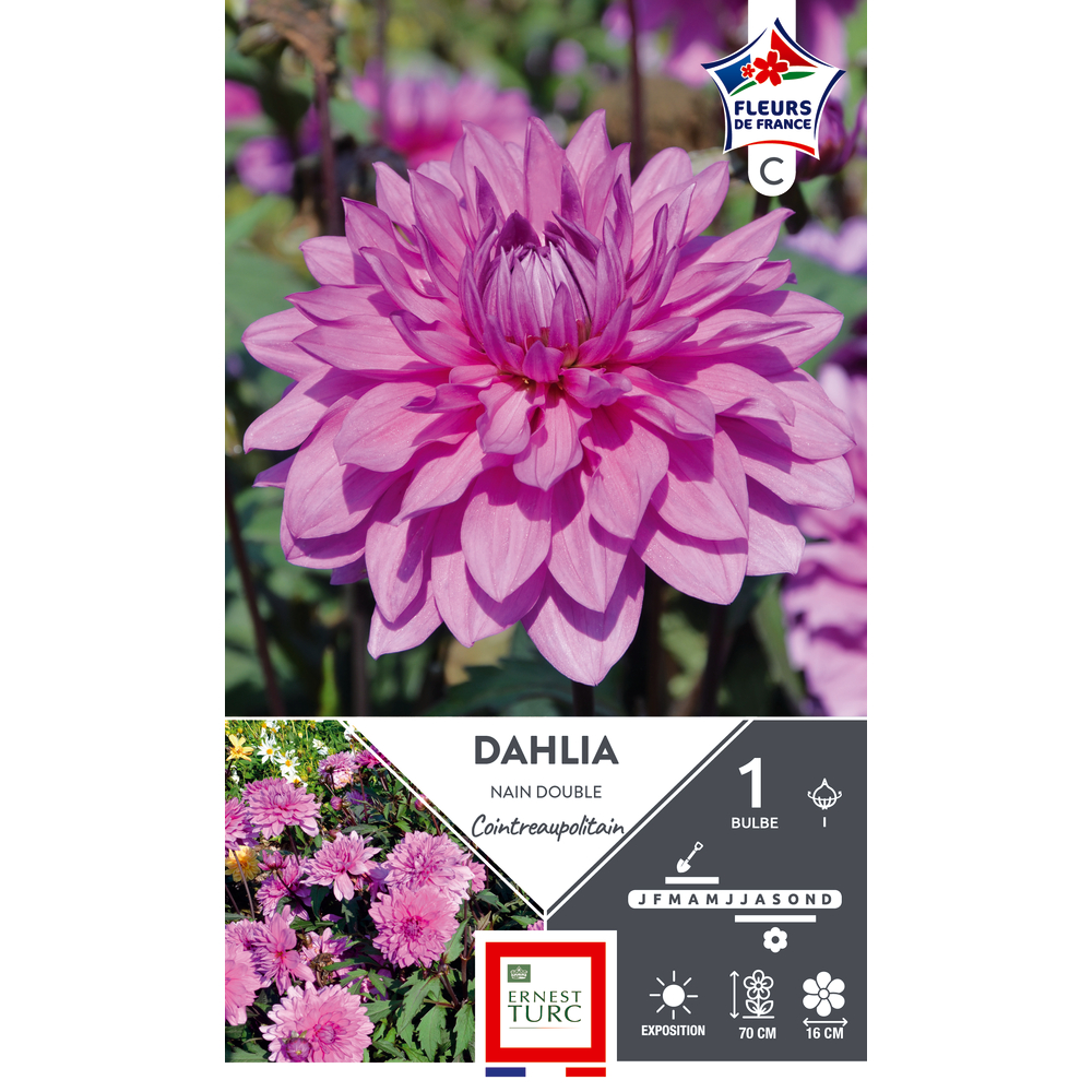 DAHLIA NN DBL COINTREA LR I x1-(831630)