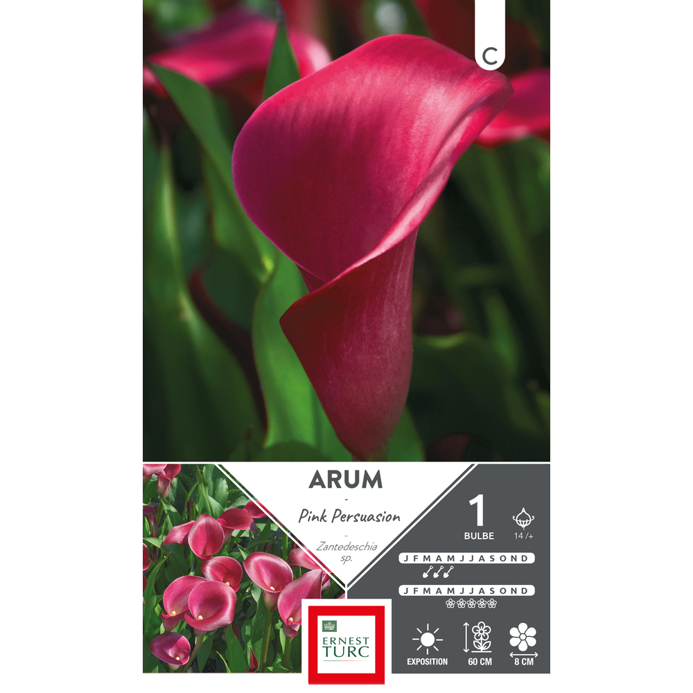 ARUM PINK PERSUASION 14/+ x1-(831632)