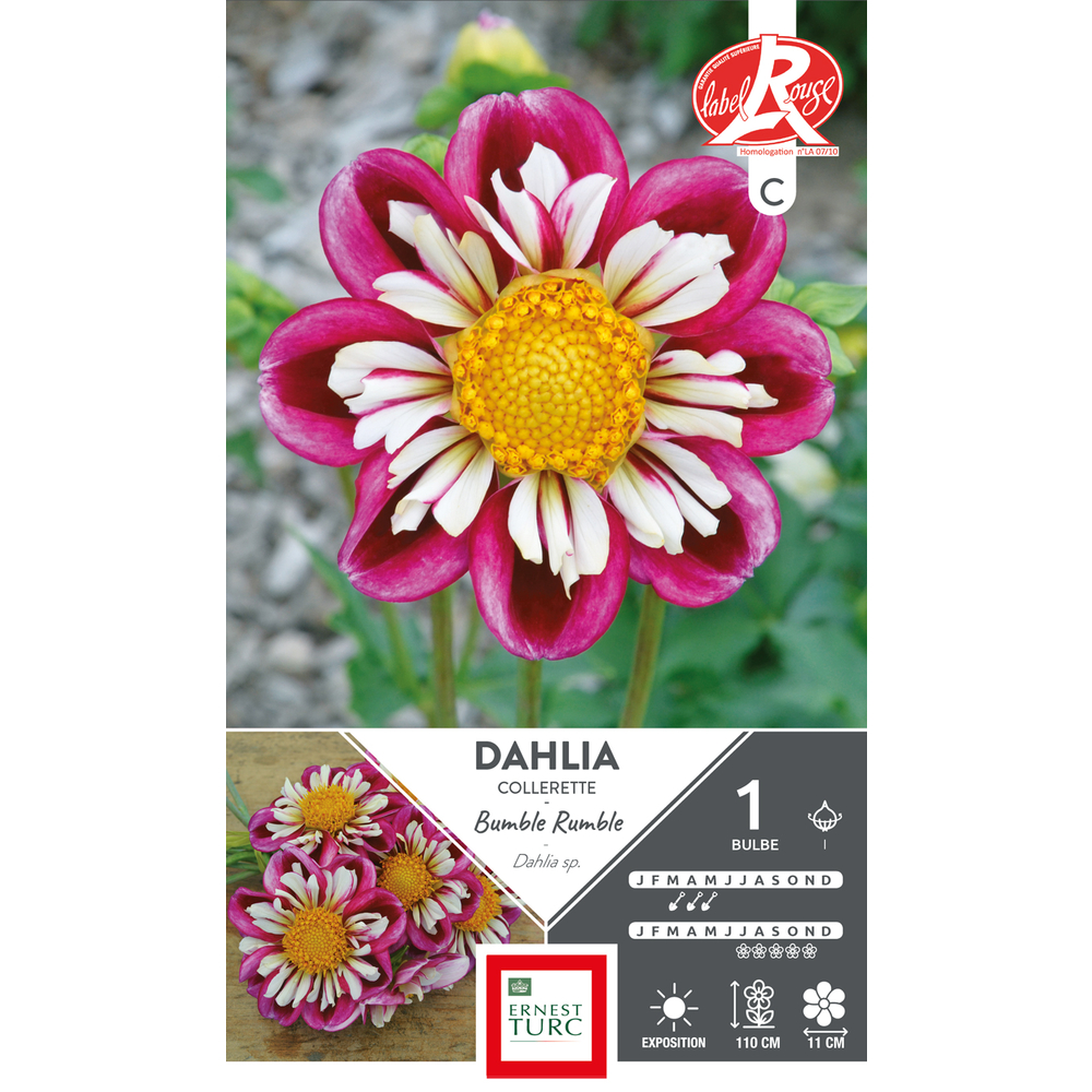 DAHLIA COLLE RUMBLE LR I x1-(831634)
