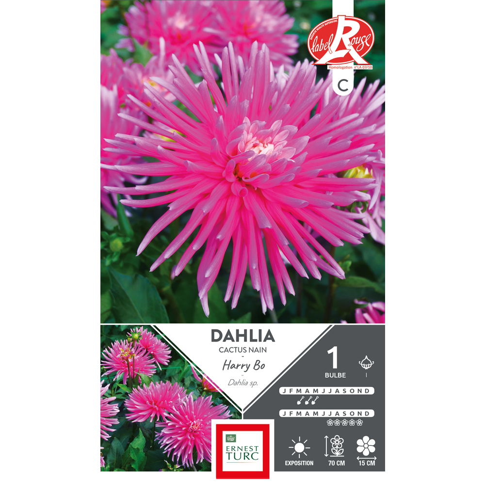 Dahlia cactus nain Harry Bo Fleurs de France x1