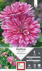 DAHLIA NN DBL PINK EIGHT I x1-(831637)