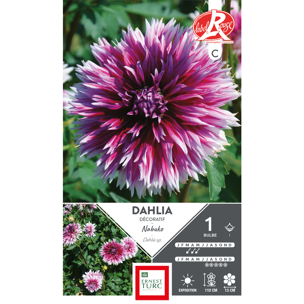 DAHLIA DENTELLE NABUKO LR I x1-(831639)