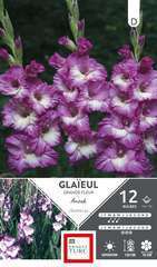 GLAIEUL GRD FL ANJOU 14/16 x12-(831642)