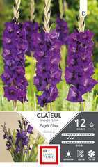 GLAIEUL GRD FLR PUR 14/16 x12-(831643)