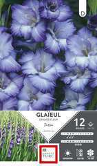 GLAIEUL GRD FLR TRIT 14/16 x12-(831645)