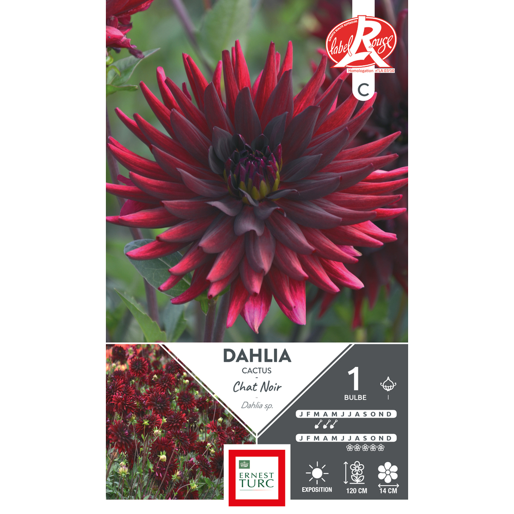 DAHLIA CAC CHAT NOIR LR I x1-(831656)