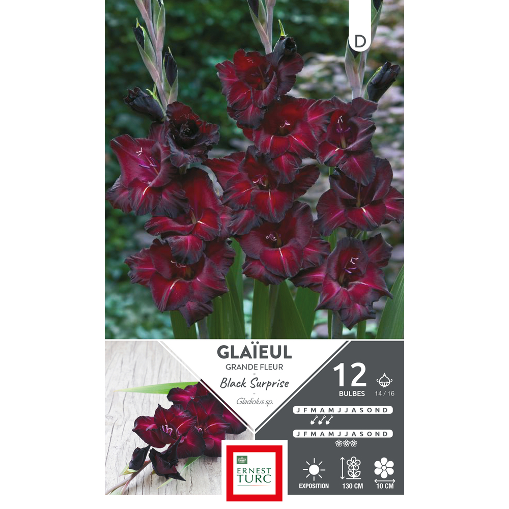 GLAIEUL GRD FLR SUR 14/16 x12-(831676)