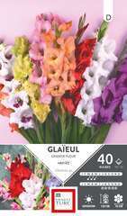 GLAIEUL GRD FLR MEL 10/12 x40-(831693)