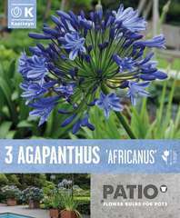 AGAPANTHUS AFRICANUS-(831761)
