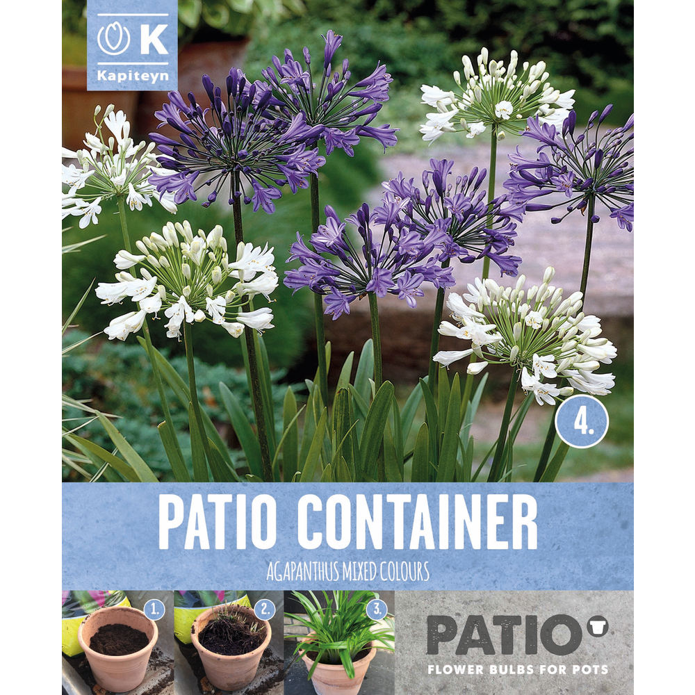 AGAPANTHUS - OUT OF AFRICA-(831762)