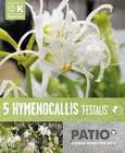Bulbes à fleurs Hymenocallis Festalis Zwanenburg