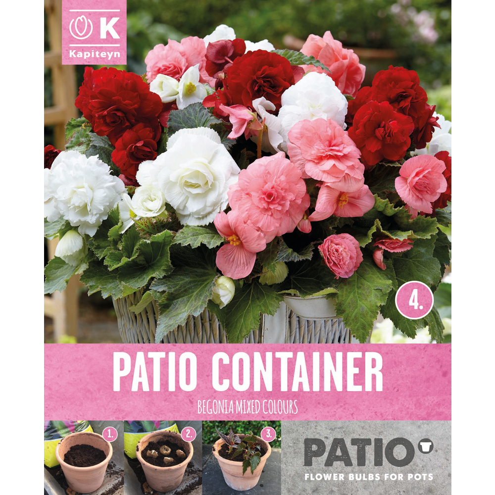 Bulbes à fleurs Begonia Double Sorbet