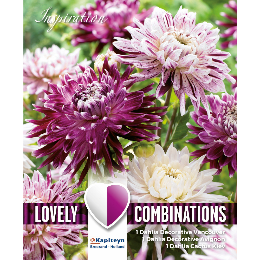 DAHLIA DECO VIOLET WHITE-(831776)