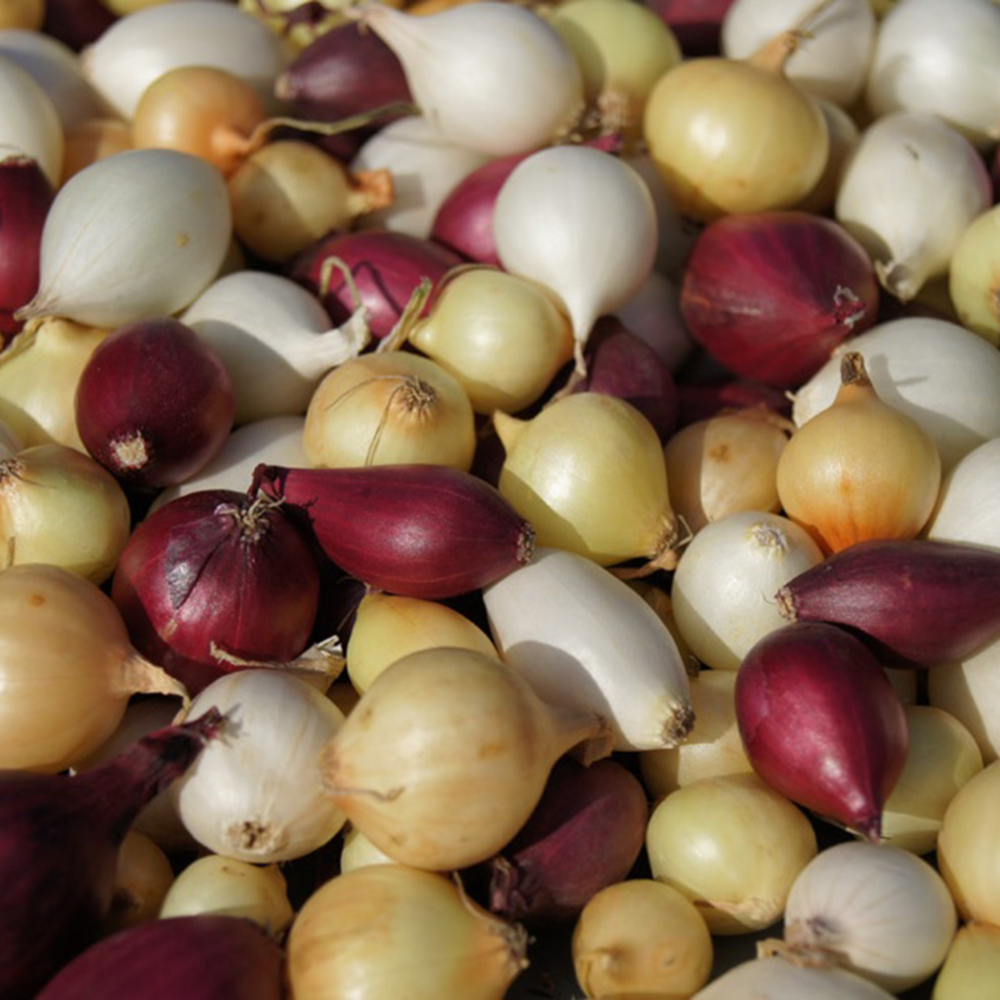 OIGNON MIXTE COULEUR 5000G-(831913)