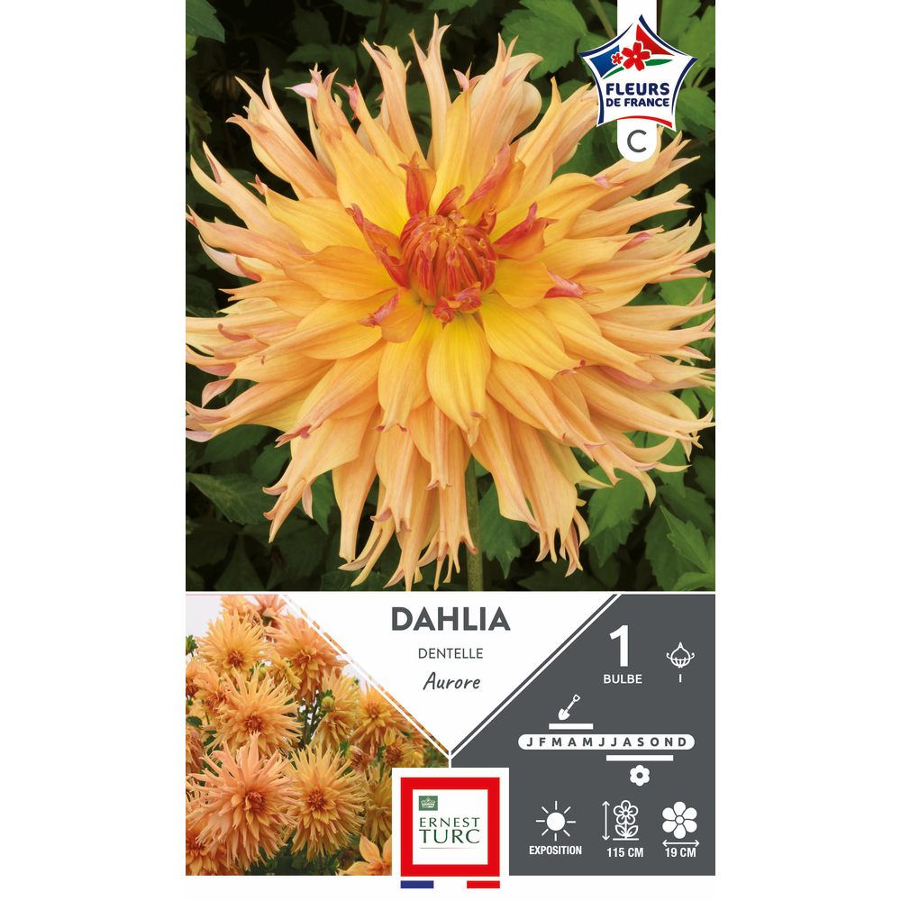 SDAHLIA CACTUS AURORE LR I X1-(831969)