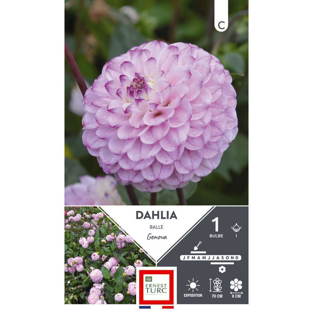 Bulbe de Dahlia 