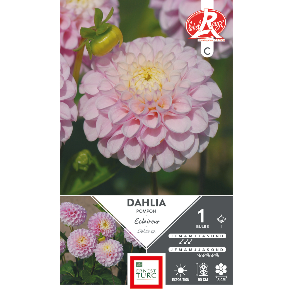 Bulbe de Dahlia pompon 'Éclaireur® 'x 1