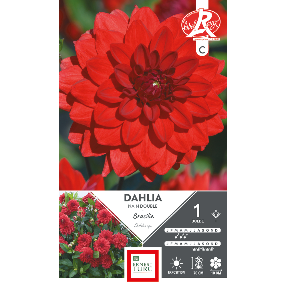 SDAHLIA NN DBL BRASIL LR I X1-(831999)