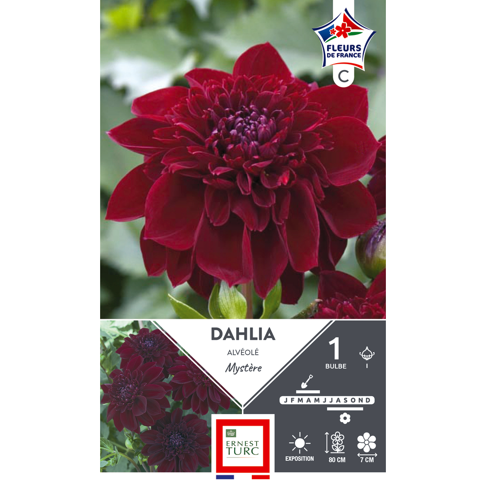 Bulbe de Dahlia alvéolé 