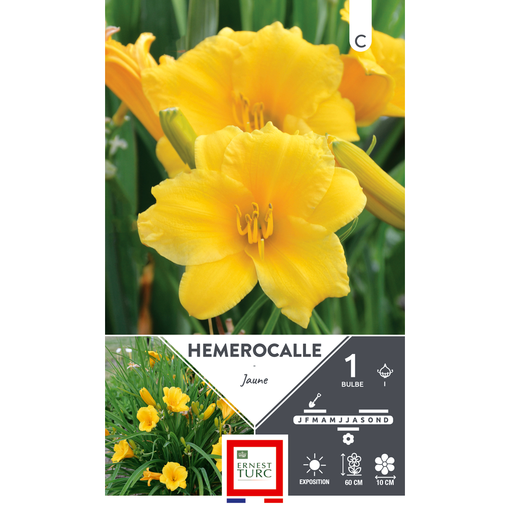 Bulbe, Hémérocalle jaune x1
