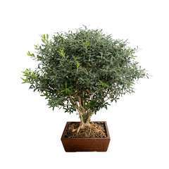 BUXUS 20 ANS-(832635)