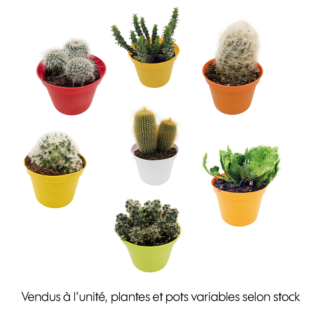 Cactus : pot D. 10,5 cm - multicolore