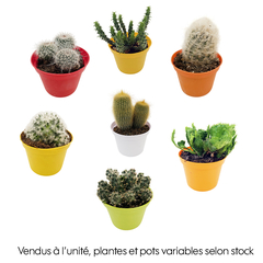 Cactus : pot D. 10,5 cm - multicolore