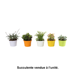 Succulentes multicolores : pot de D. 10.5 cm
