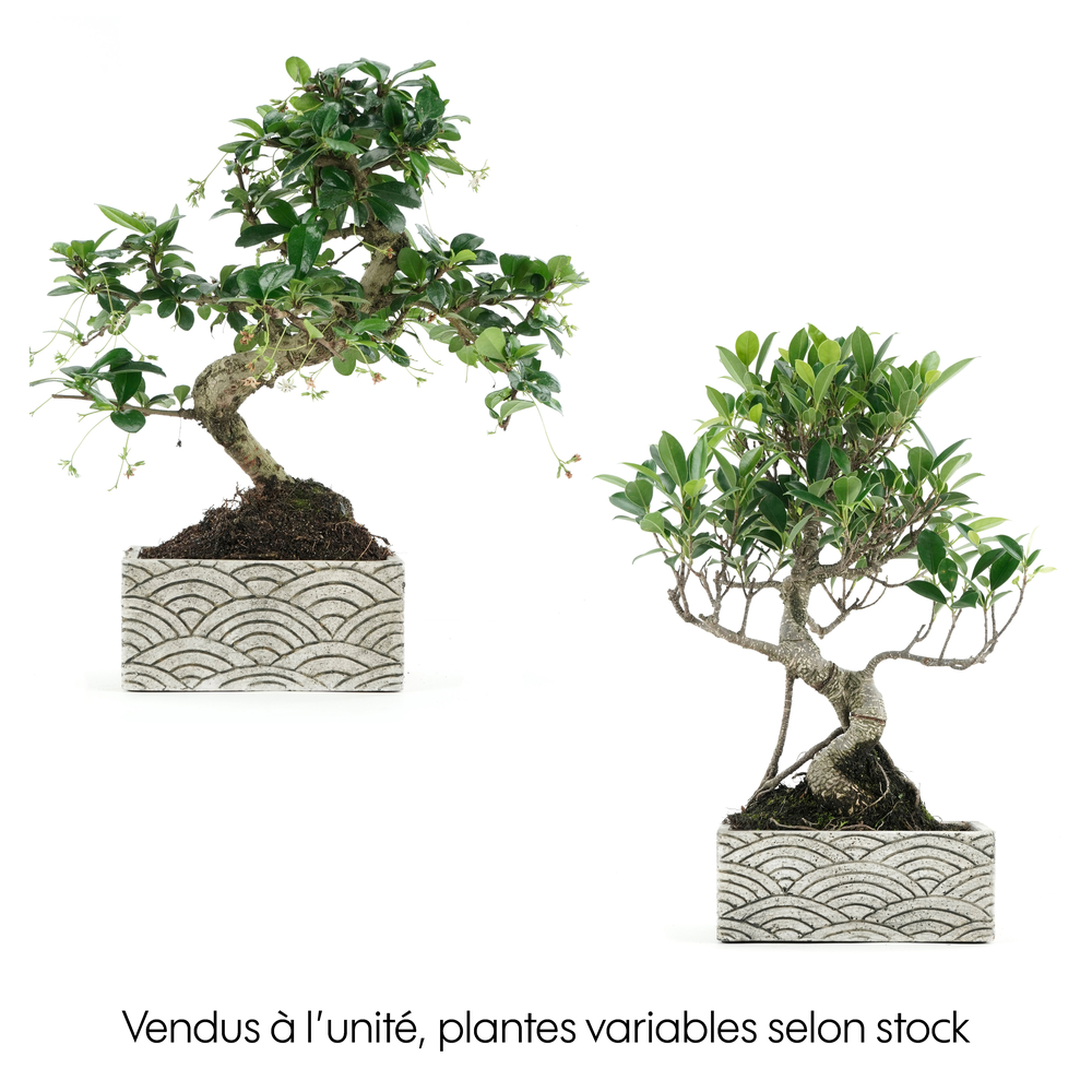 Kit bonsaï 8 ans + cache-pot deco orientale