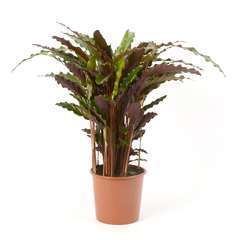 Calathea 'Elgergrass': H60 cm pot D17 cm