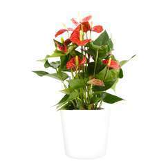 Anthurium andreanum 'red Champion' cache-pot blanc D17cm