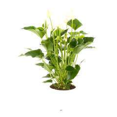 Anthurium andreanum 'Withe Champion' pot D17 x H55cm