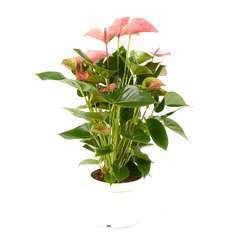 Anthurium andreanum 'Pink Champion' pot D17 x H55cm