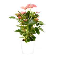 Anthurium andreanum 'Pink Champion' cache-pot blanc D17cm