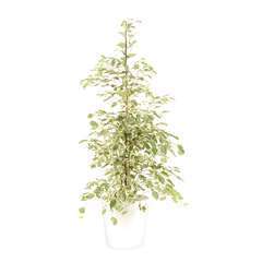 Ficus benjamina 'Twilight' cache-pot blanc D21cm