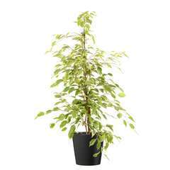 Ficus Benjamina Goldking' : cache-pot gris D21cm