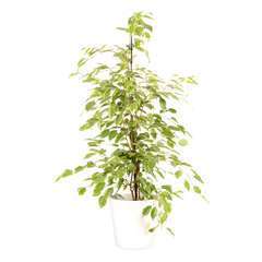 Ficus Benjamina Goldking' : cache-pot blanc D21cm